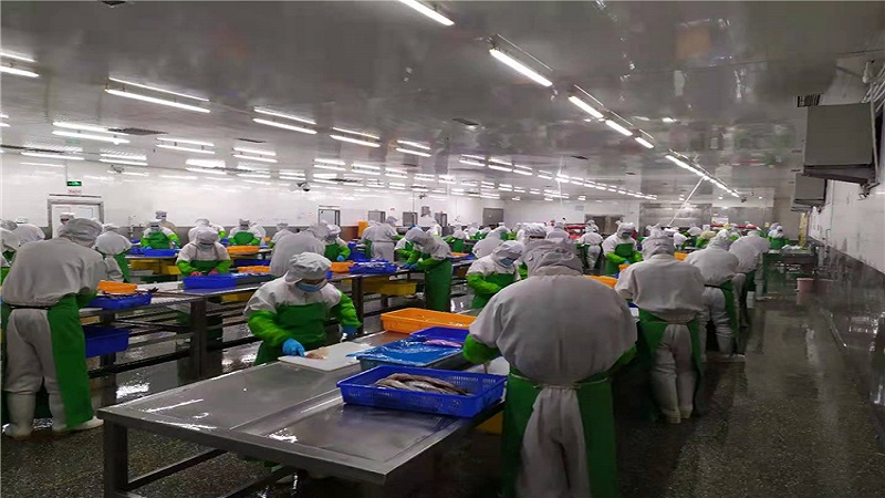 중국 Frozen Cod Fillet - CN_Cod_processing1.jpg