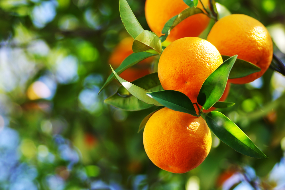 Morocco Fresh Clementine - shutterstock_1349805650_1.jpg