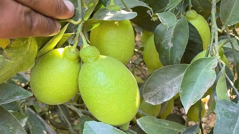 이집트 Fresh Lemon - Egypt-Fresh-Lemon-8862101.jpeg