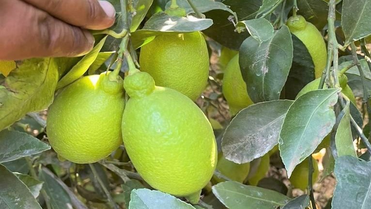 Egypt Fresh Lemon - Egypt-Fresh-Lemon-8862101.jpeg