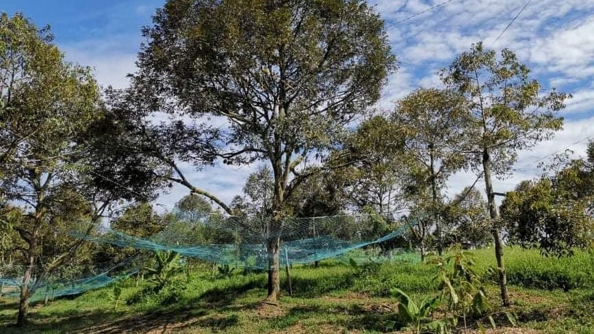 말레이시아 Frozen Common Durian - Malaysia-Frozen-Common-Durian-6210934.jpg