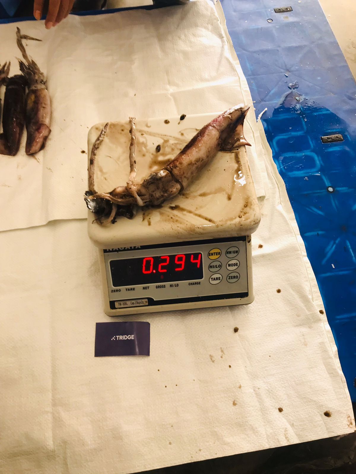 인도네시아 Frozen Squid - Image_2023-03-17_at_17.02.18.jpeg
