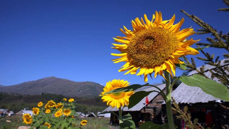 China Sunflower Seed - China_sunflower_seeds_5.jpg