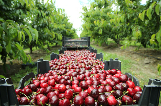 칠레 Fresh Sweet Cherry - cherry_chile_3.jpg