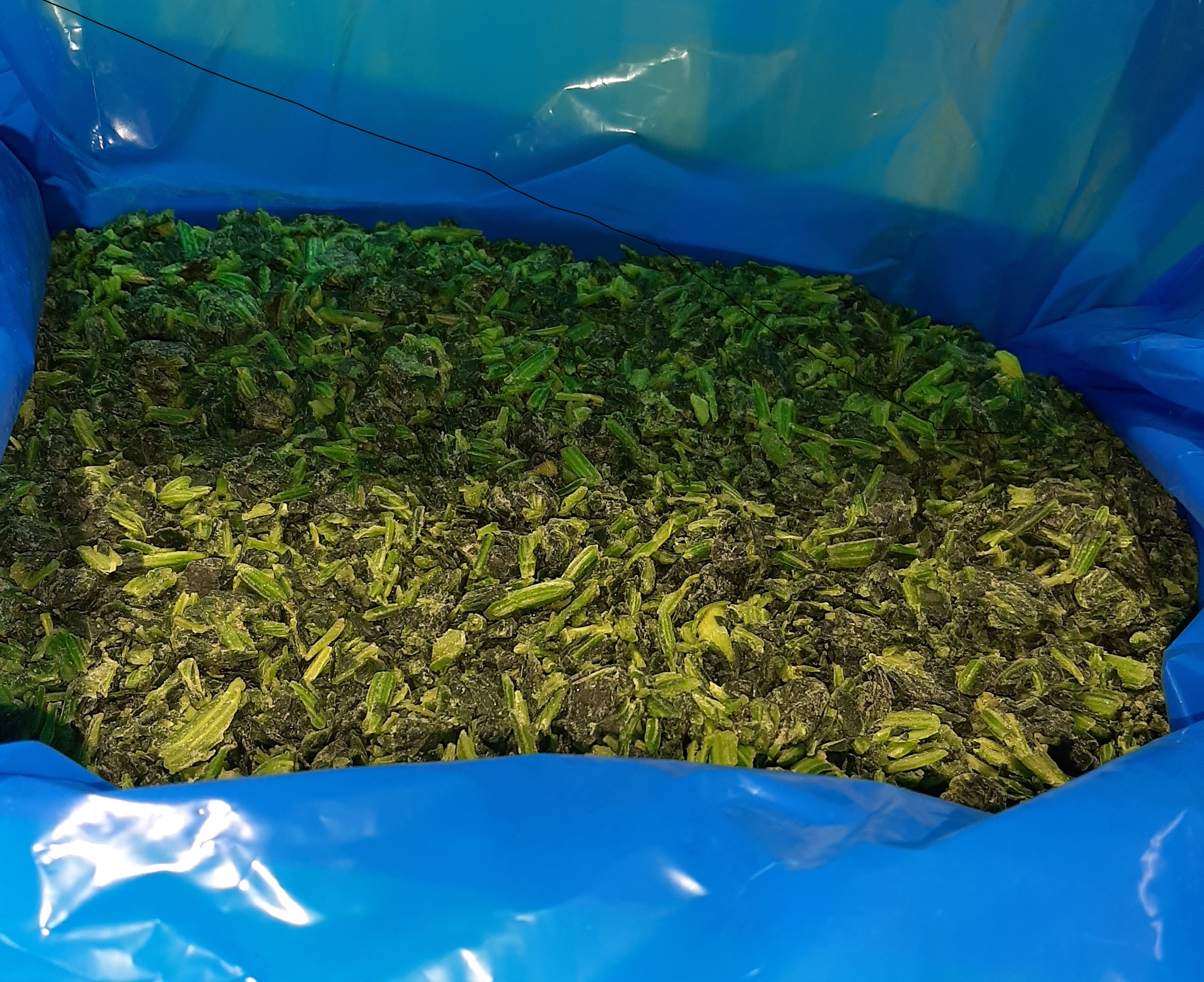 에콰도르 IQF Chopped Kale - Kale_IQF_1.jpg