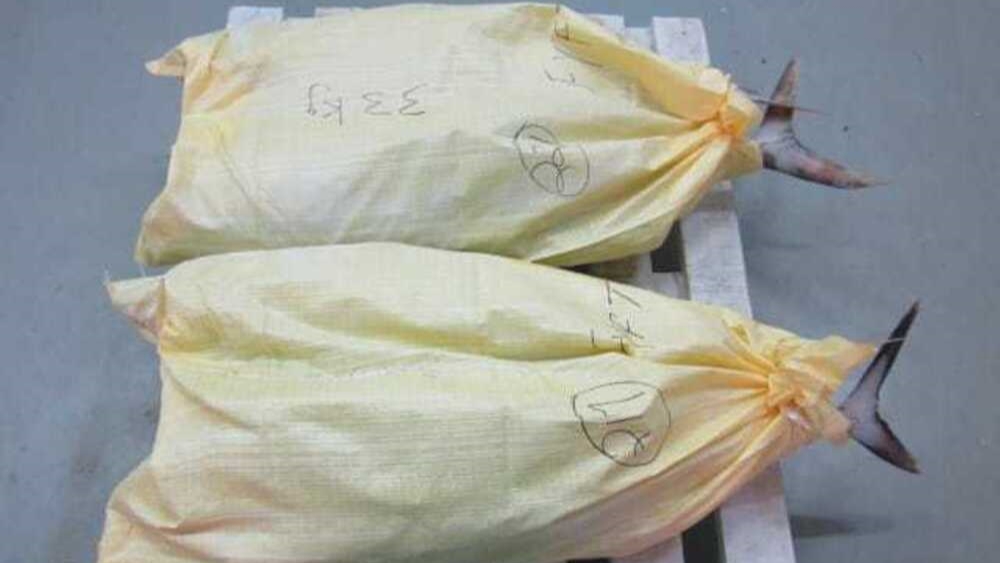 India Frozen Whole Yellowfin Tuna - final_product.jpg