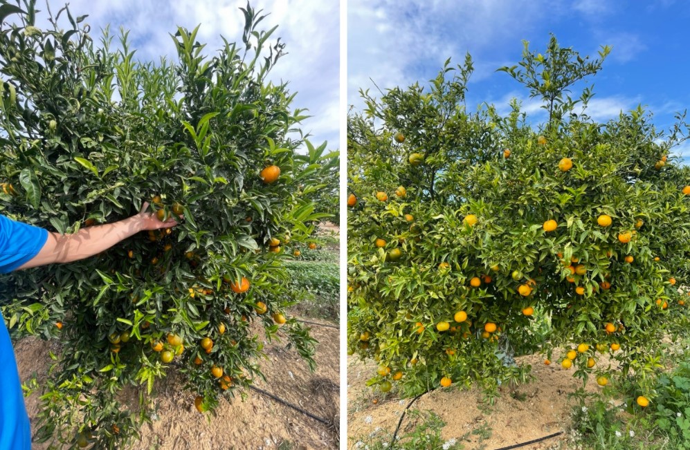 스페인 Fresh Clementine - 1.jpg