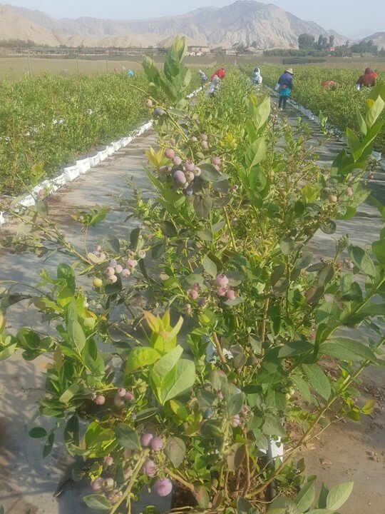 페루 Frozen Blueberry - fb_pic2.jpg