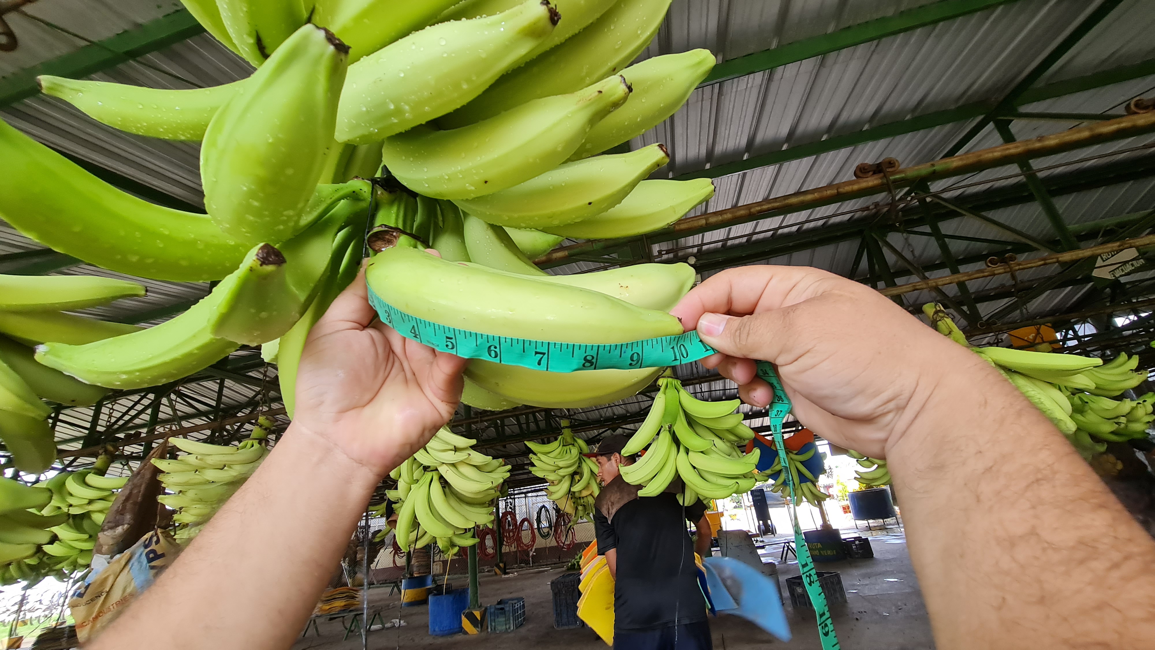 Guatemala Fresh Plantain - Guatemala-Plantain-683958.jpg