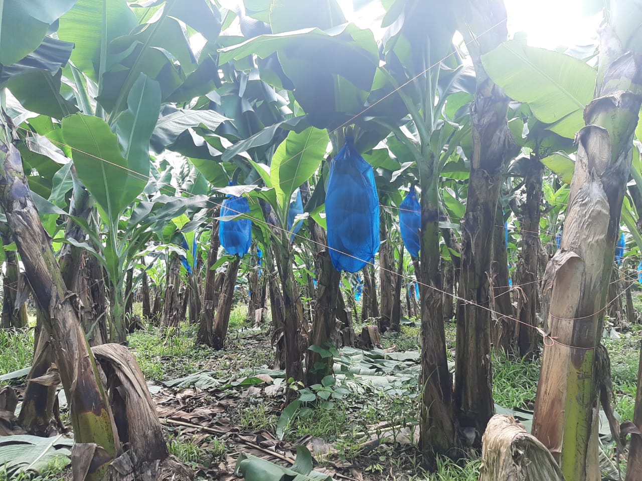 코스타리카 Fresh Banana - Costa-Rica-Banana-779475_1.jpeg