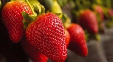 스페인 Fresh Strawberry - Spain_Fresh_Strawberry_Thumbnail.jpg