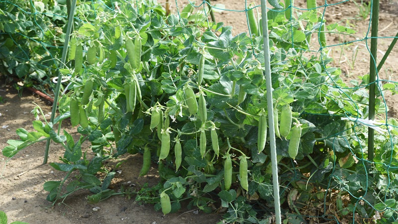 중국 Frozen Common Pea - CN_Peapod_Plantation1.jpg