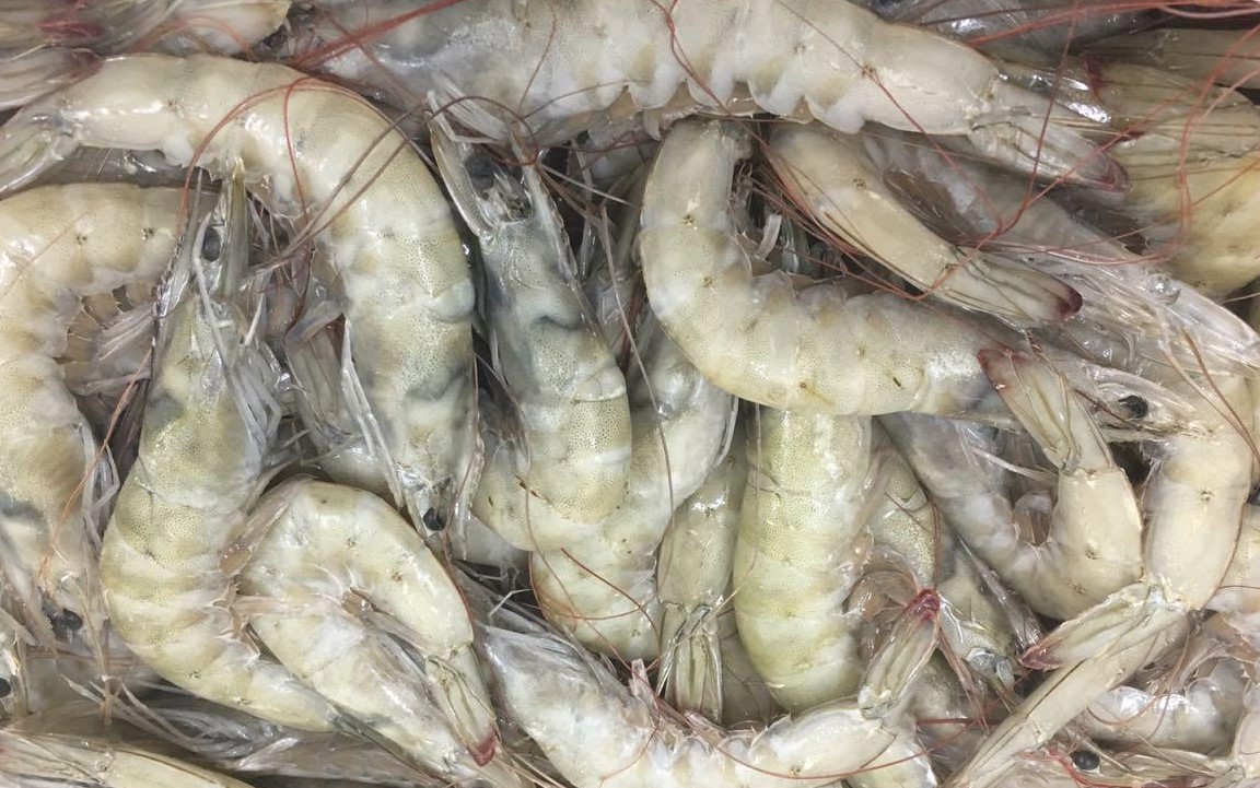 Ecuador Fresh Vannamei Shrimp - Shrimp_Ecuador.jpeg