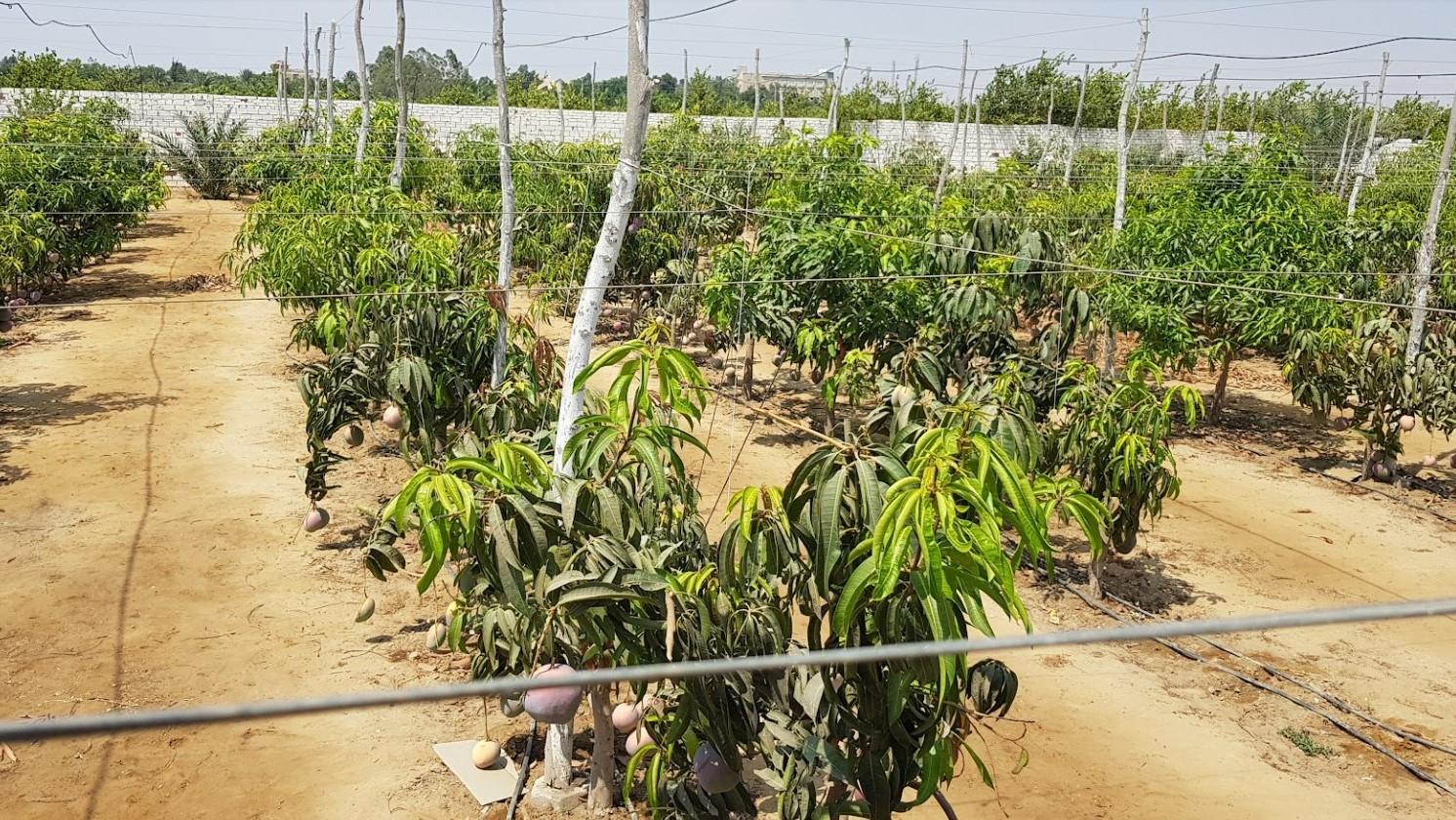 이집트 Fresh Mango - Egypt_-_Fresh_Mango12.jpg