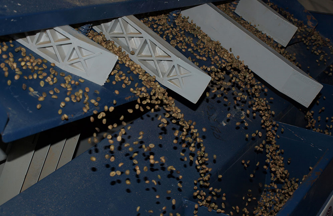 인도 Raw Common Coffee Bean - 3.PNG