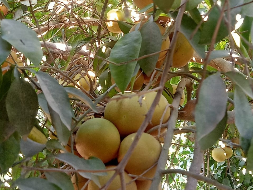 Egypt Fresh Grapefruit - Egypt-Fresh-Grapefruit-6354612.jpeg