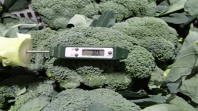 중국 Fresh Headed Broccoli - CN_Broccoli_processing2.jpg