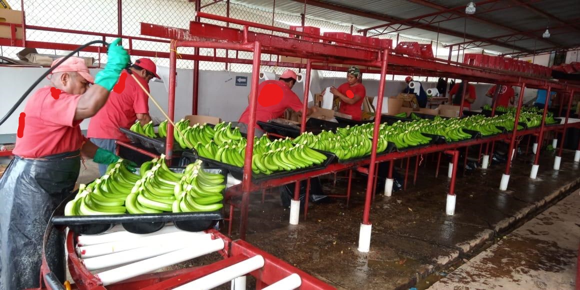 멕시코 Fresh Banana - 2.jpg