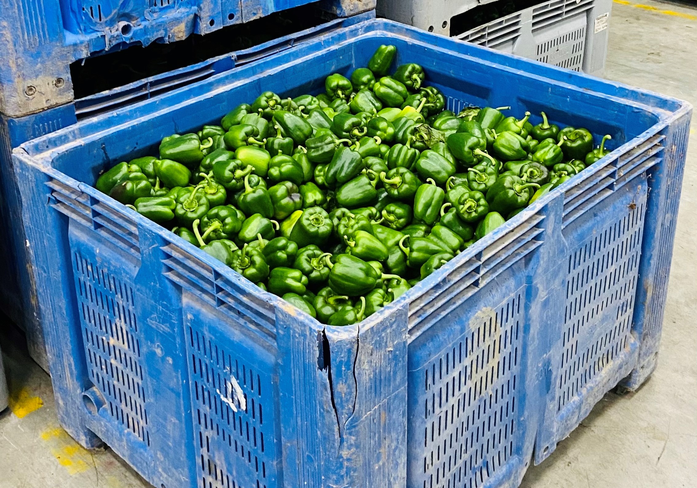 Fresh Bell Pepper Offers From Spain Tridge