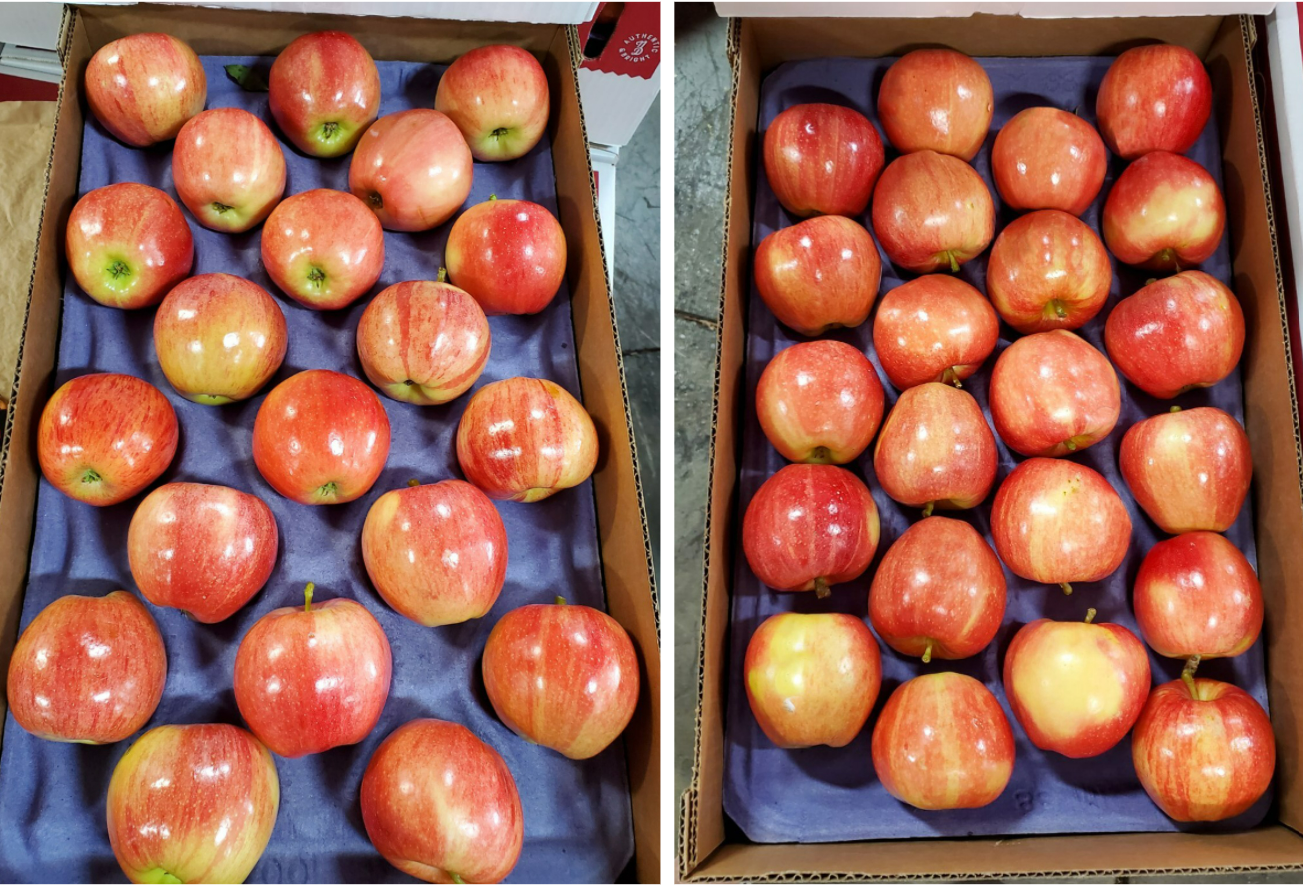 미국 Fresh Apple - 1.png