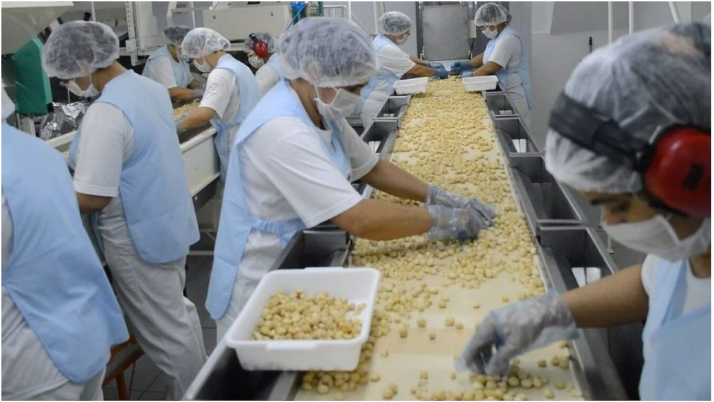 Australia Macadamia Kernel - Processing.jpg