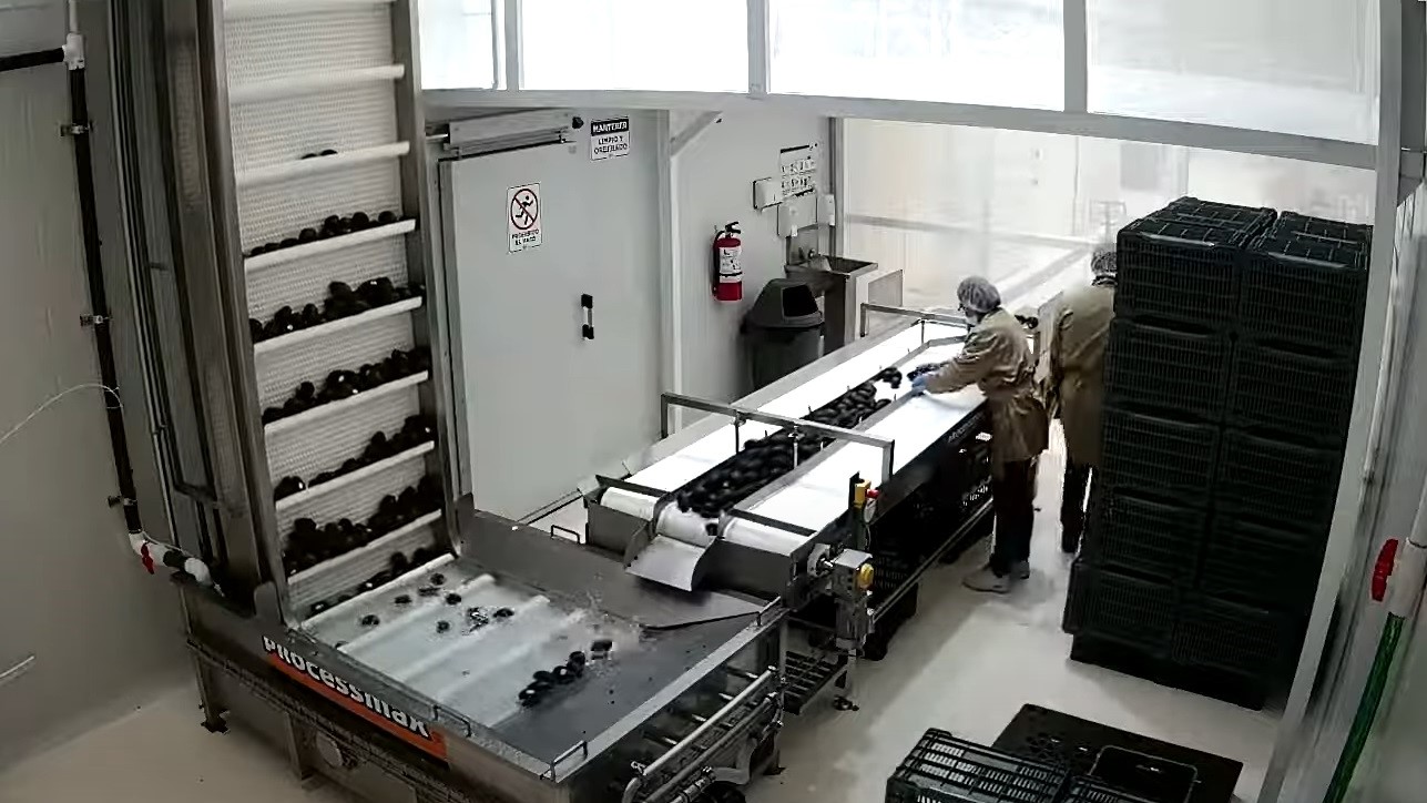 멕시코 Avocado Puree - processing01.jpg