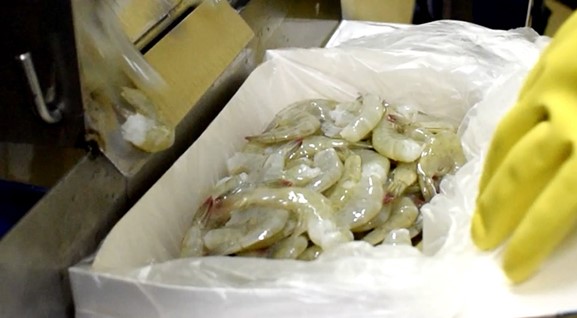 Ecuador Fresh Vannamei Shrimp - Ecuador_Shrimp_Tridge.jpeg