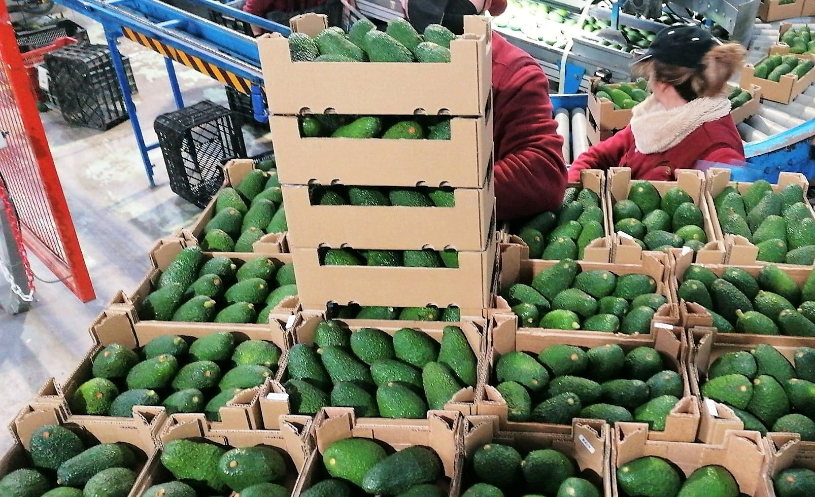 Spain Fresh Avocado - Spain-Fresh-Avocado-672415.jpeg