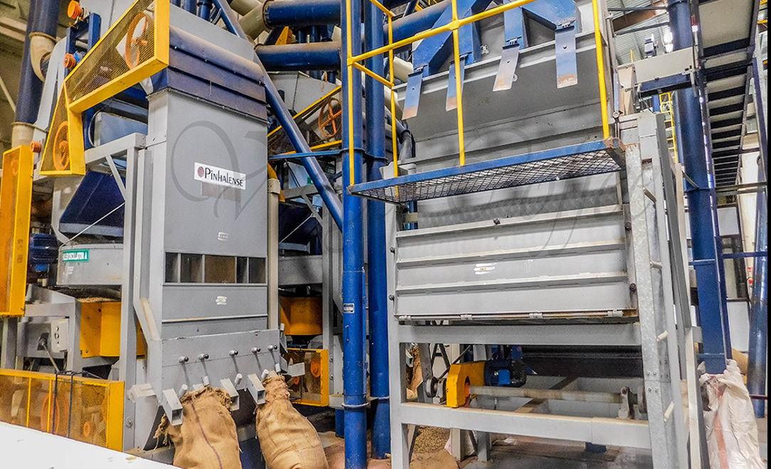 인도 Raw Common Coffee Bean - 4.PNG