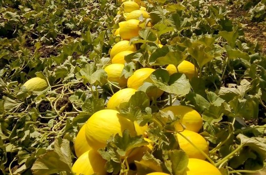 Costa Rica Fresh Melon - %EA%B7%B8%EB%A6%BC4.jpg