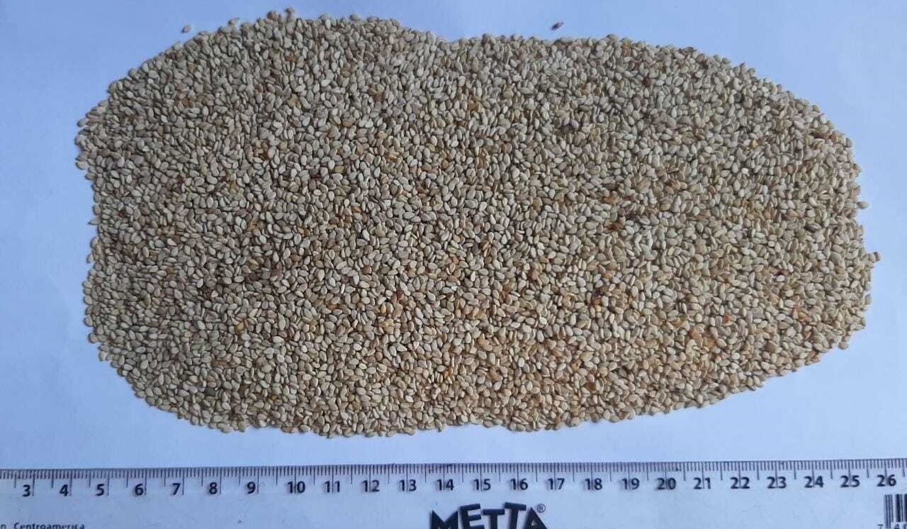 Paraguay Sesame Seed - Lote-2.jpeg