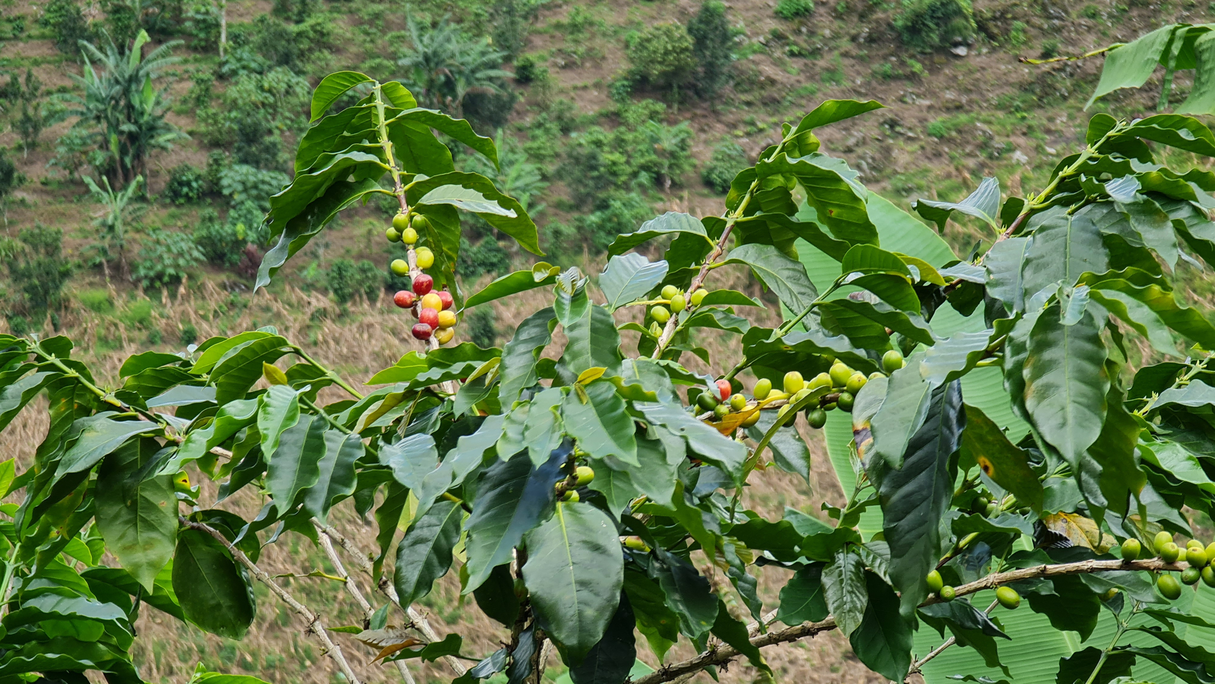 과테말라 Raw Common Coffee Bean - Guatemala-Raw-Common-Coffee-Bean-320519.jpg