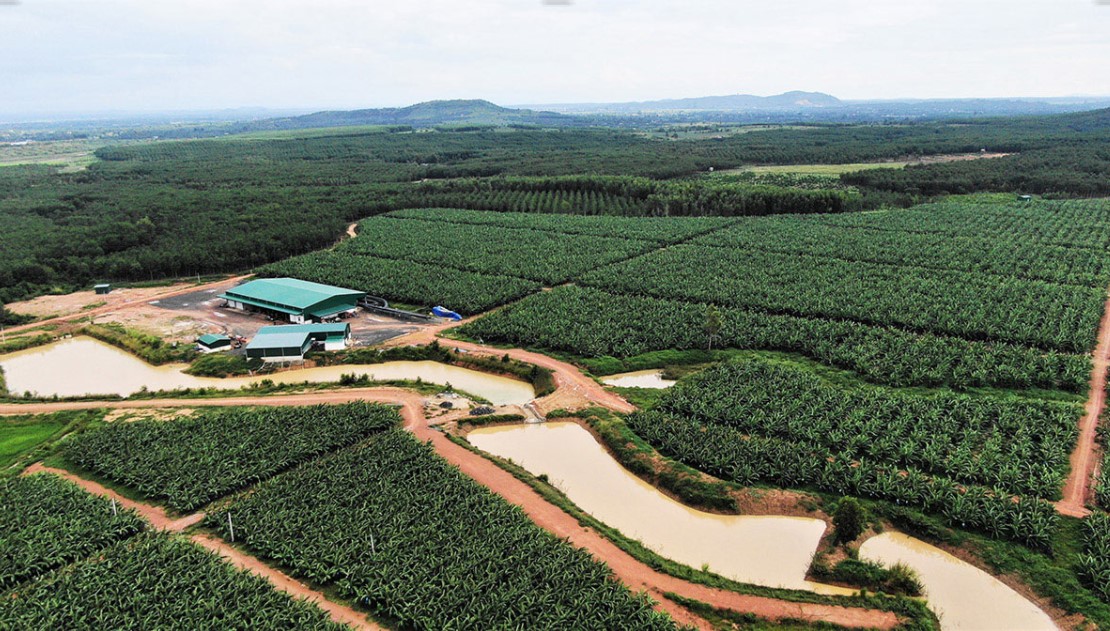 베트남 Fresh Banana - kd.jpg