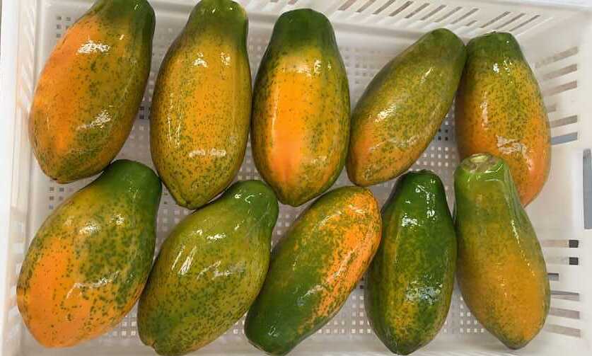 멕시코 Fresh Papaya - Mexico-Papaya-179058_1.jpg