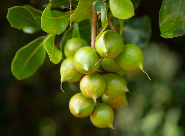 Australia Macadamia Kernel - Australia-Macadamia-507616.jpg