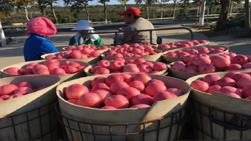 중국 Fresh Apple - CN_Apple_Plantation3.png