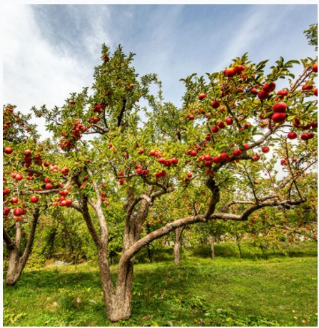 Turkiye Fresh Apple - Apple_tree.jpg