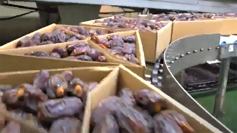 이스라엘 Dried Date - IL_Date_packaging1.png