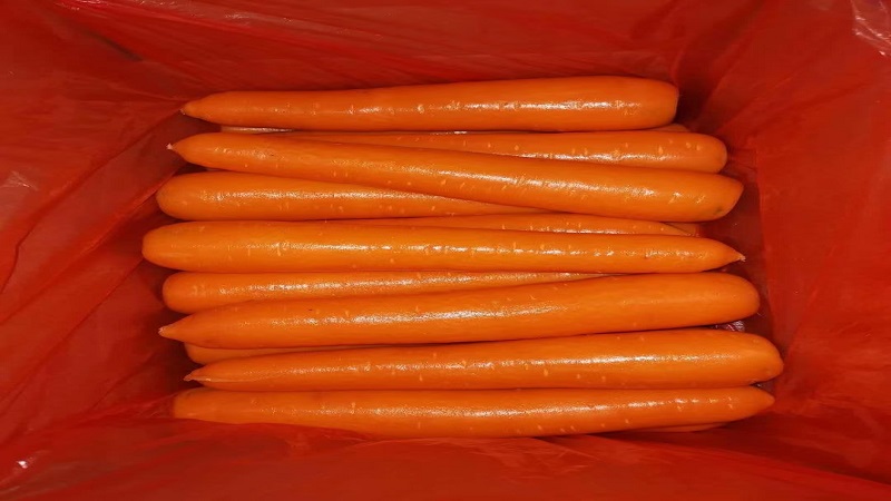 중국 Fresh Carrot - carrot_3.jpg