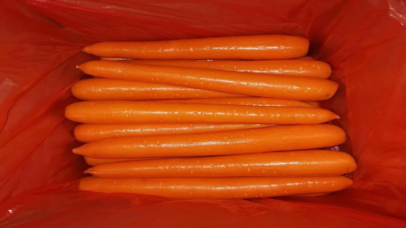 China Fresh Carrot - carrot_3.jpg