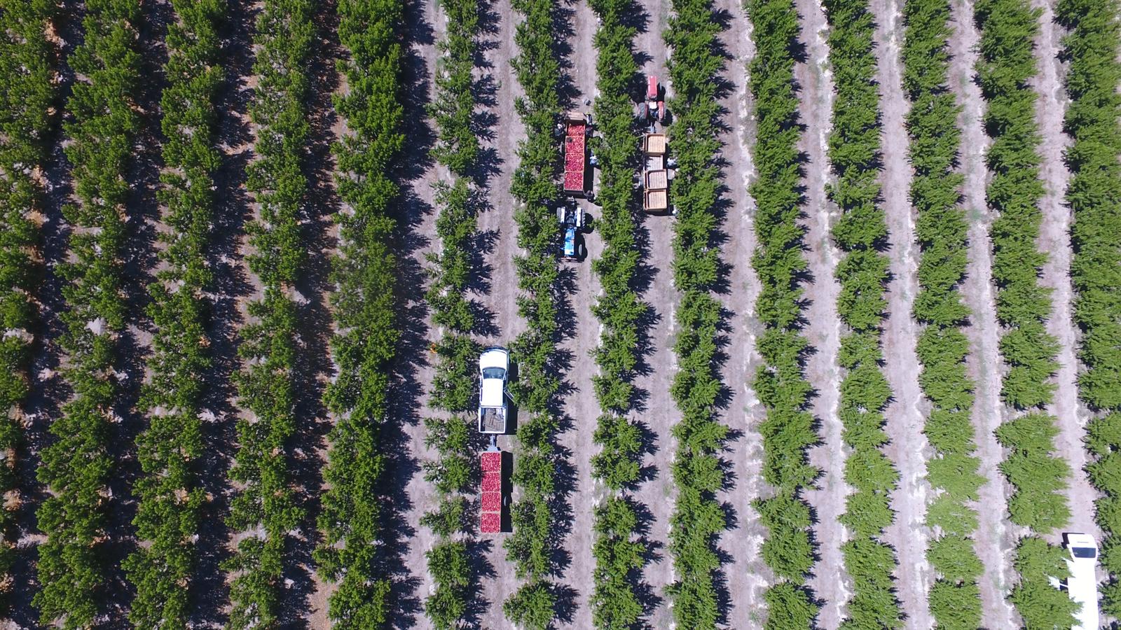 호주 Fresh Nectarine - 1-3.jpeg