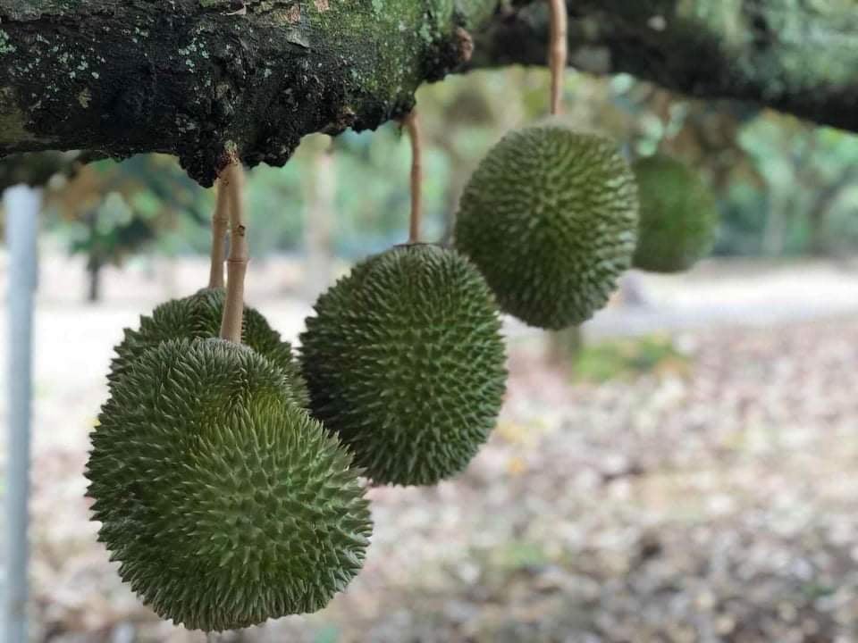 말레이시아 Frozen Common Durian - Malaysia-Frozen-Common-Durian-358585.jpg