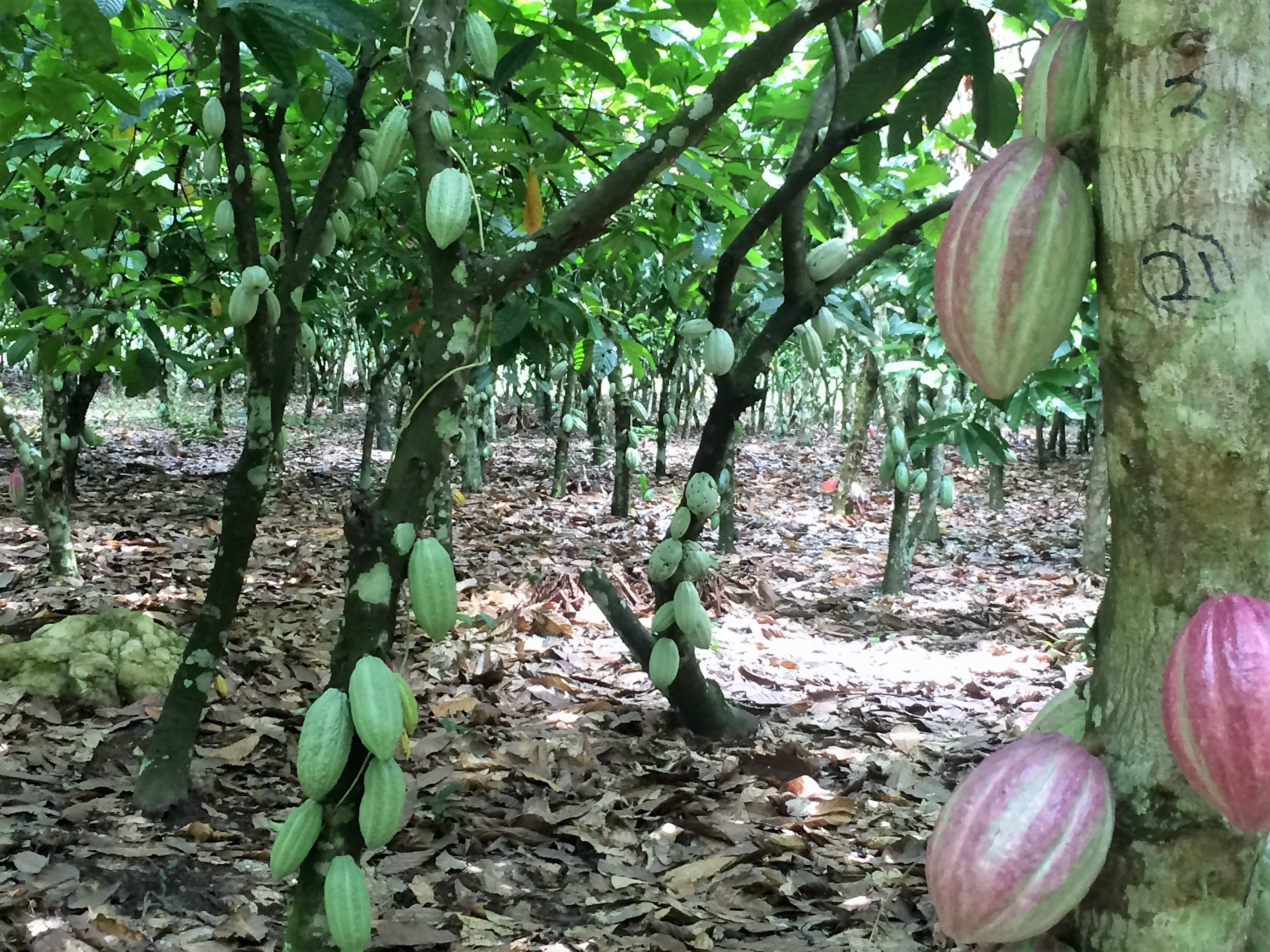 가나 Cocoa Powder - Ghana-Cocoa-Powder-784417.JPG