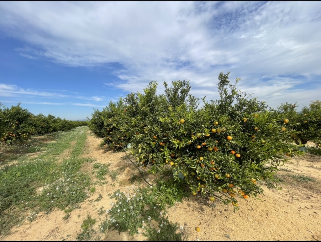 스페인 Fresh Clementine - 1-1.jpg