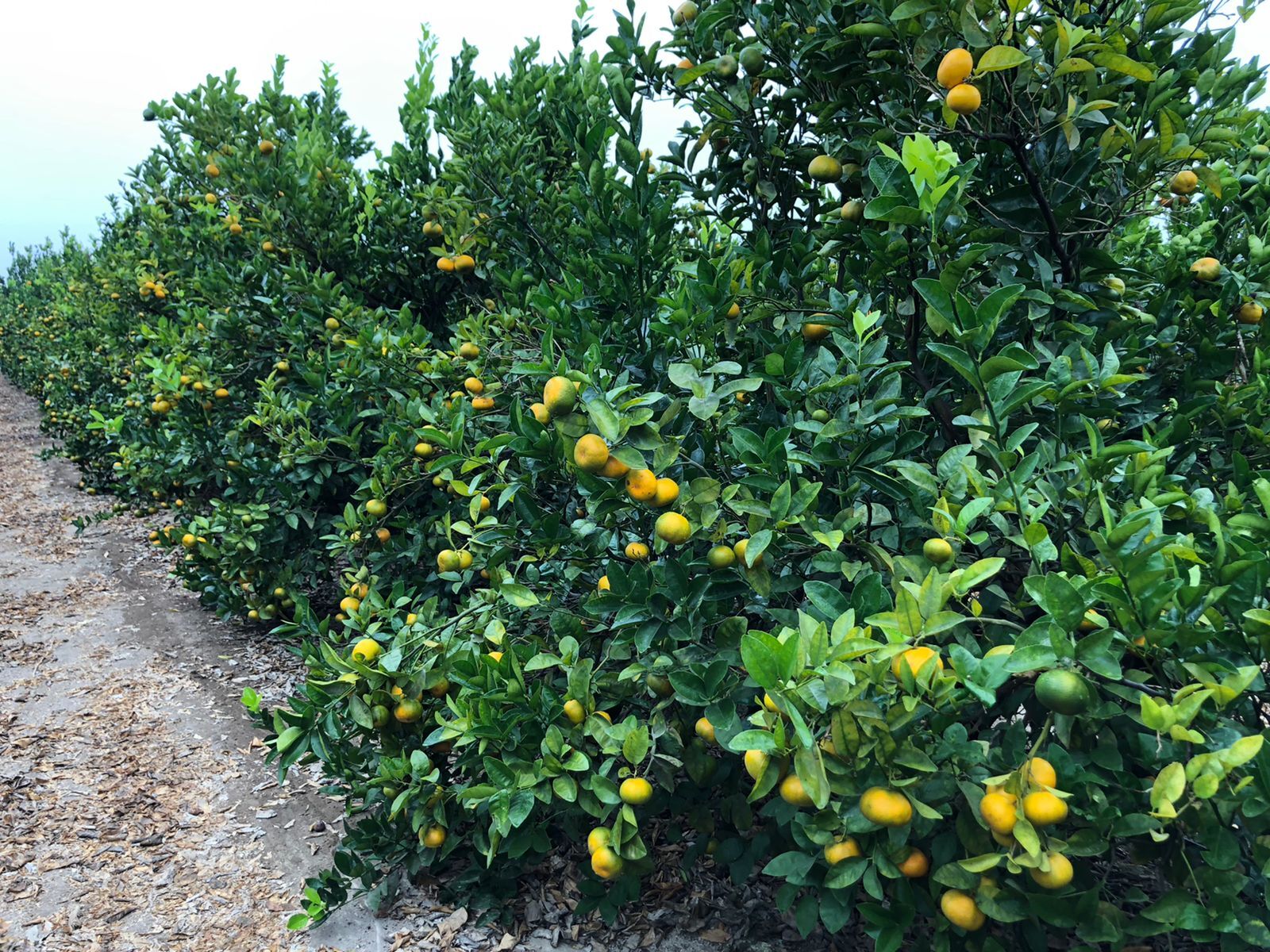 Peru Fresh Mandarin - WhatsApp_Image_2021-05-21_at_17.26.35_1.jpeg