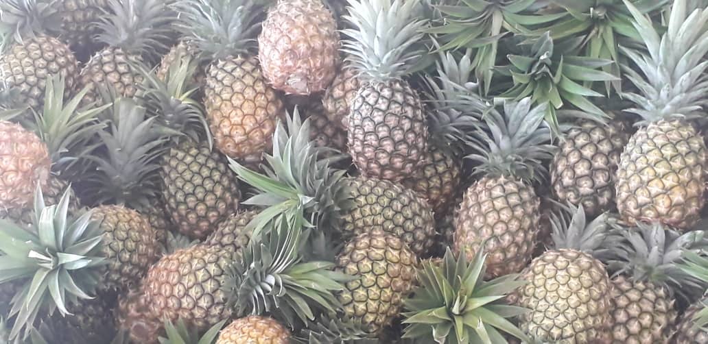 우간다 Fresh MD2 Pineapple - WhatsApp_Image_2021-03-08_at_15.14.45_3.jpeg
