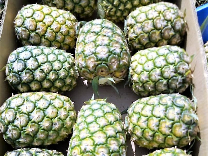 가나 Fresh MD2 Pineapple - Ghana-Fresh-MD2-Pineapple-395694.jpg