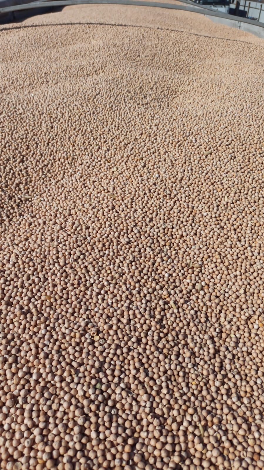 러시아 Dried Chickpea - PHOTO-2023-04-27-13-28-25.jpg