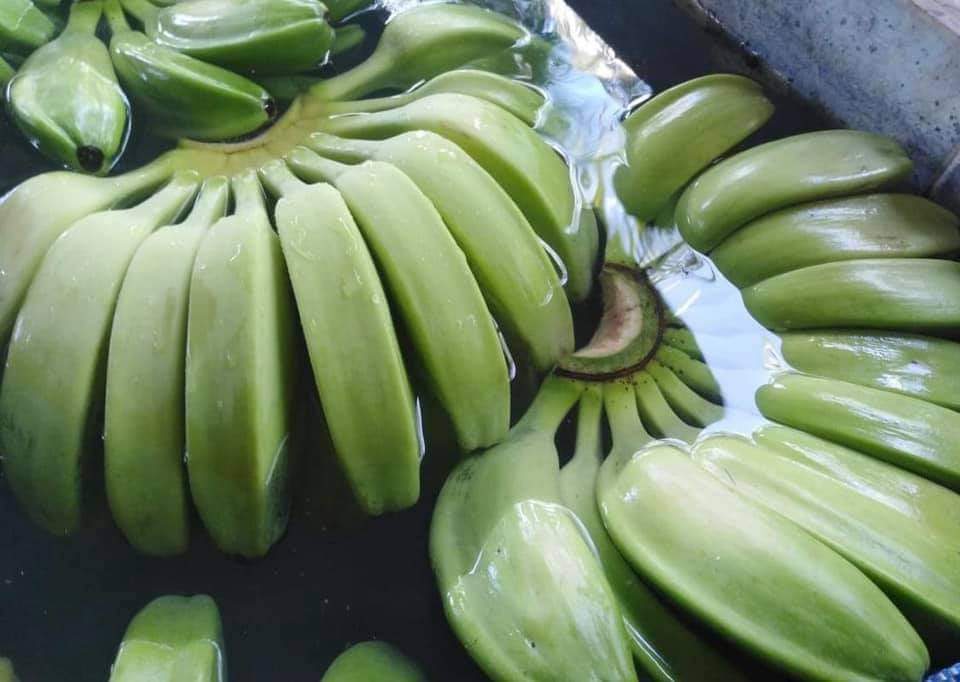 Philippines Fresh Plantain - WhatsApp_Image_2021-05-01_at_10.35.59_AM.jpeg