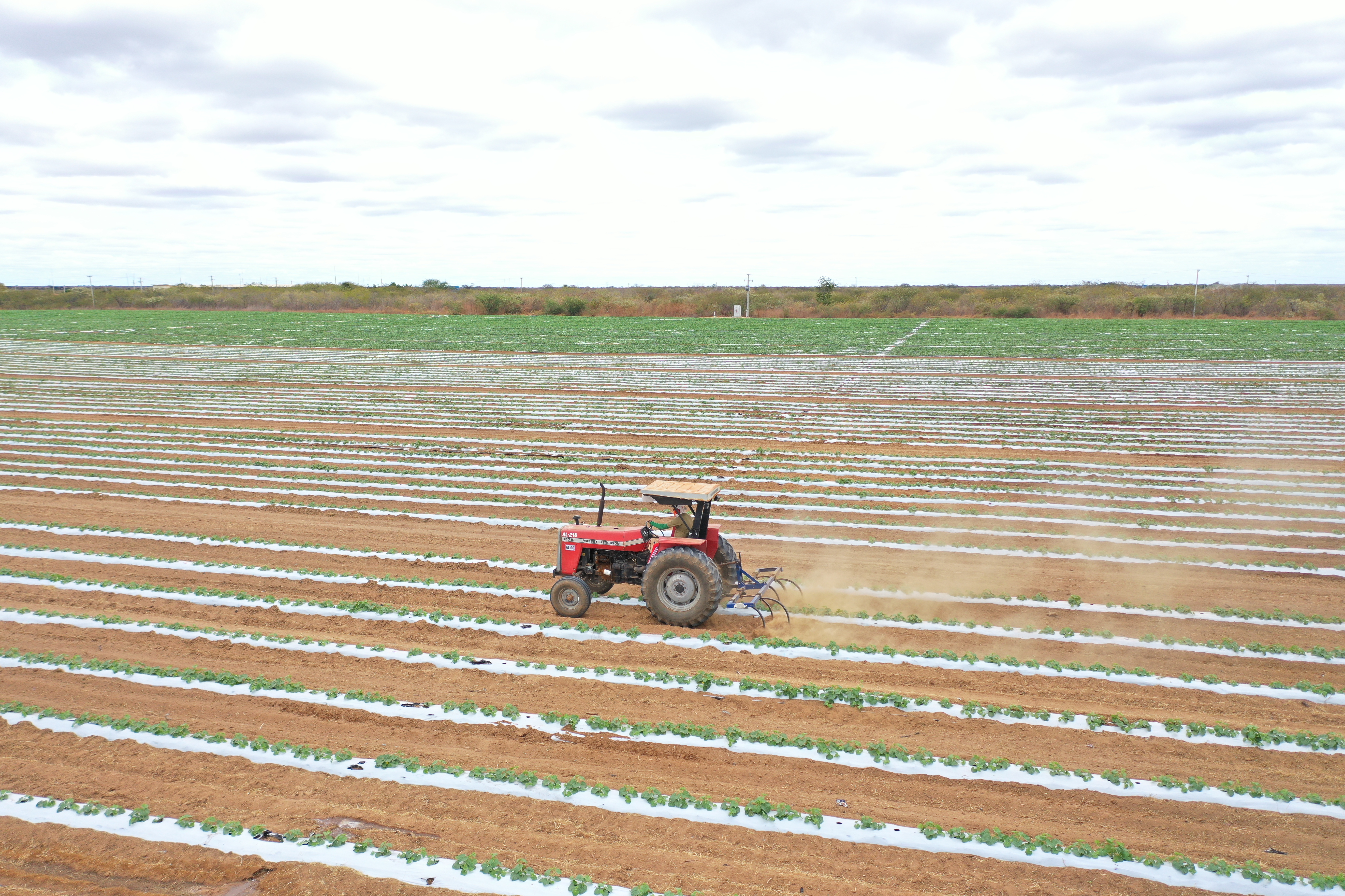 Brazil Fresh Melon - DJI_0949.JPG